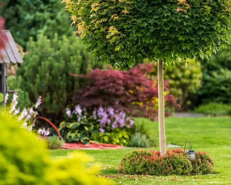 Kompozycje brzozy w ogrodzie – jak je tworzyć i co posadzić pod brzozami?