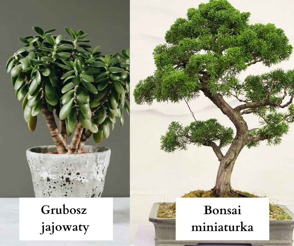 drzewko szczęścia grubosz i bonsai miniaturka