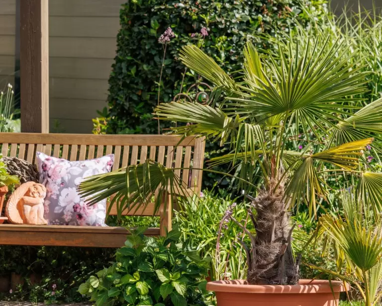 Drzewka owocowe na taras – najlepsze drzewka do donic