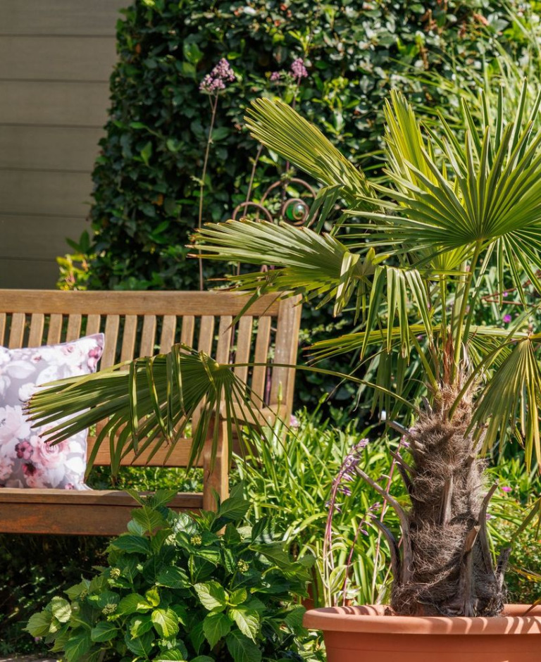 Drzewka owocowe na taras – najlepsze drzewka do donic