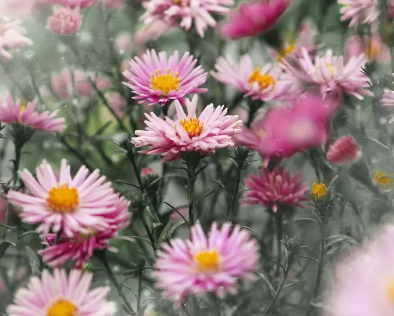 Jak wybrać kwiaty z nasion do pierwszego ogrodu?