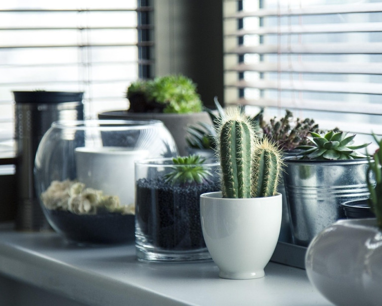 Jak dobrać ziemię do kwiatów doniczkowych, aby rośliny rosły zdrowo przez cały rok