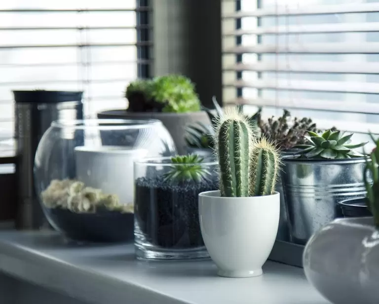 Jak dobrać ziemię do kwiatów doniczkowych, aby rośliny rosły zdrowo przez cały rok