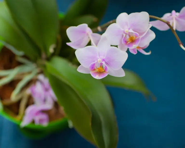 Jak podlewać storczyki? Prosty poradnik z zasadami