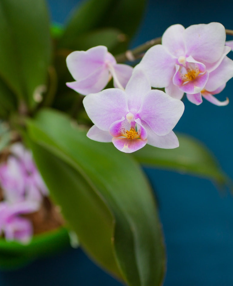 Jak podlewać storczyki? Prosty poradnik z zasadami