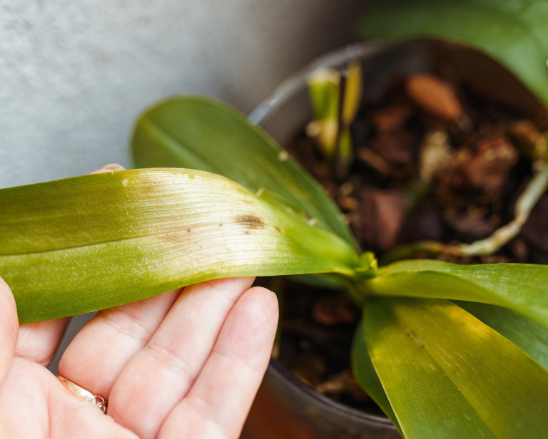 Choroby storczyków – rozpoznanie i zwalczanie. Poradnik