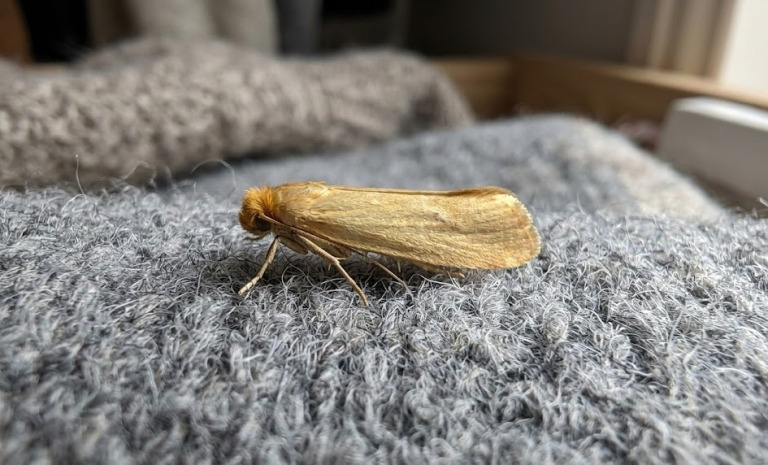 Domowe sposoby na mole ubraniowe – lista skutecznych rozwiązań