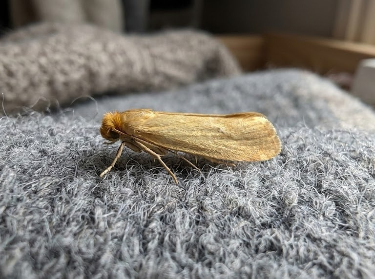 Domowe sposoby na mole ubraniowe – lista skutecznych rozwiązań