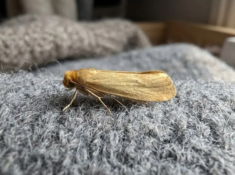 Domowe sposoby na mole ubraniowe – lista skutecznych rozwiązań