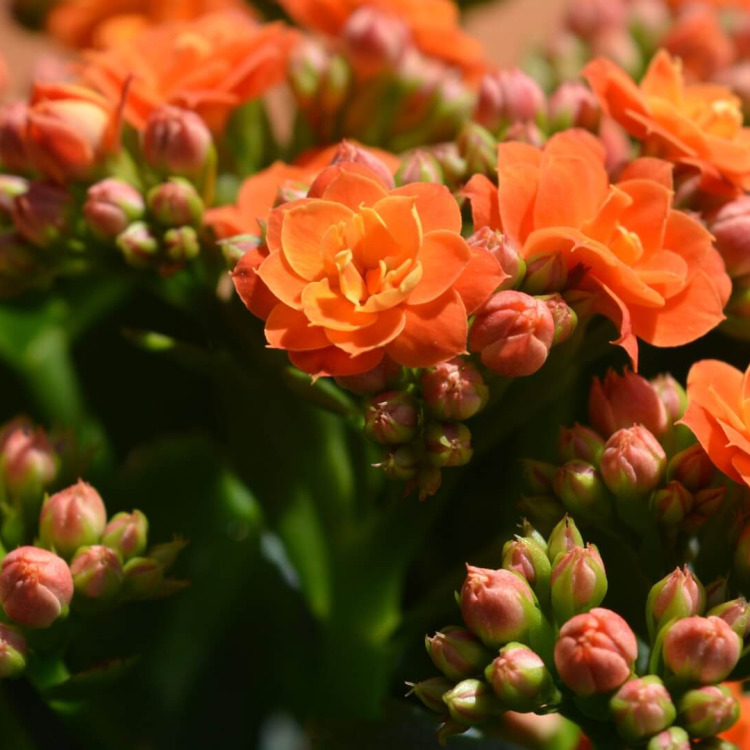 Kwiat kalanchoe po przekwitnięciu – co robić? Wyjaśniamy