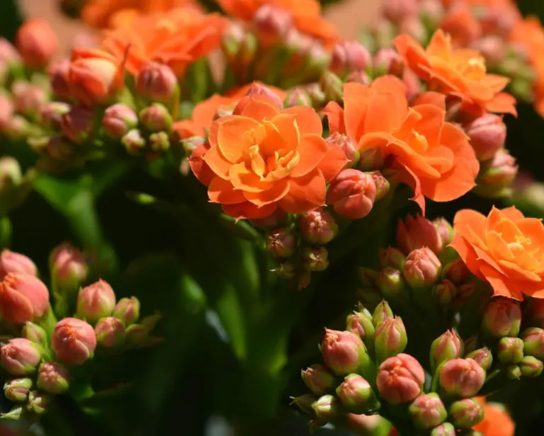 Kwiat kalanchoe po przekwitnięciu – co robić? Wyjaśniamy