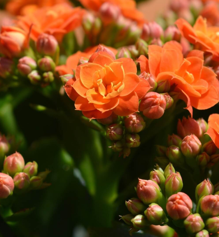 Kwiat kalanchoe po przekwitnięciu – co robić? Wyjaśniamy