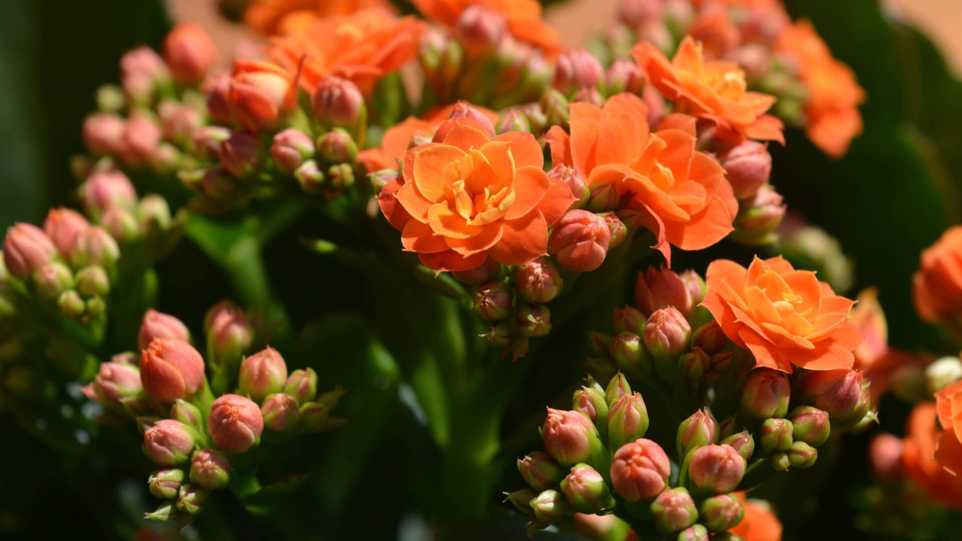 Kwiat kalanchoe po przekwitnięciu – co robić? Wyjaśniamy