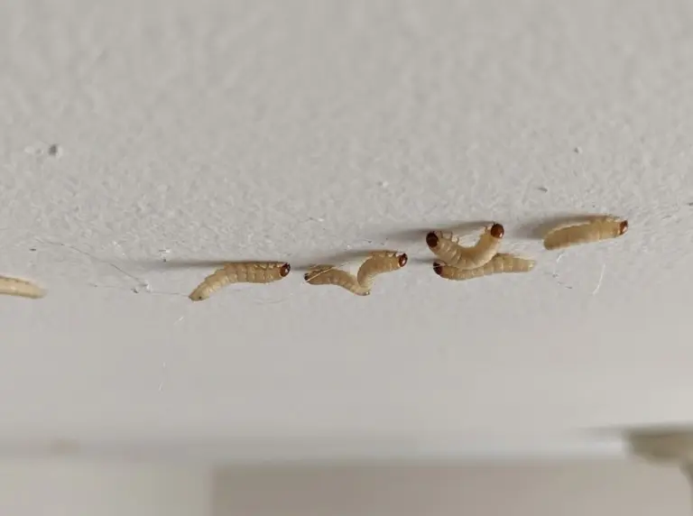 Larwy moli na suficie – skąd się biorą i jak się ich pozbyć? Skuteczne rozwiązanie