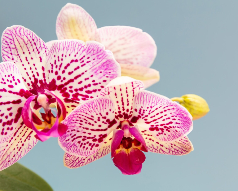 Storczyki – pielęgnacja w 7 krokach. Przewodnik