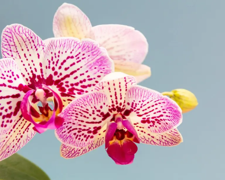 Storczyki – pielęgnacja w 7 krokach. Przewodnik