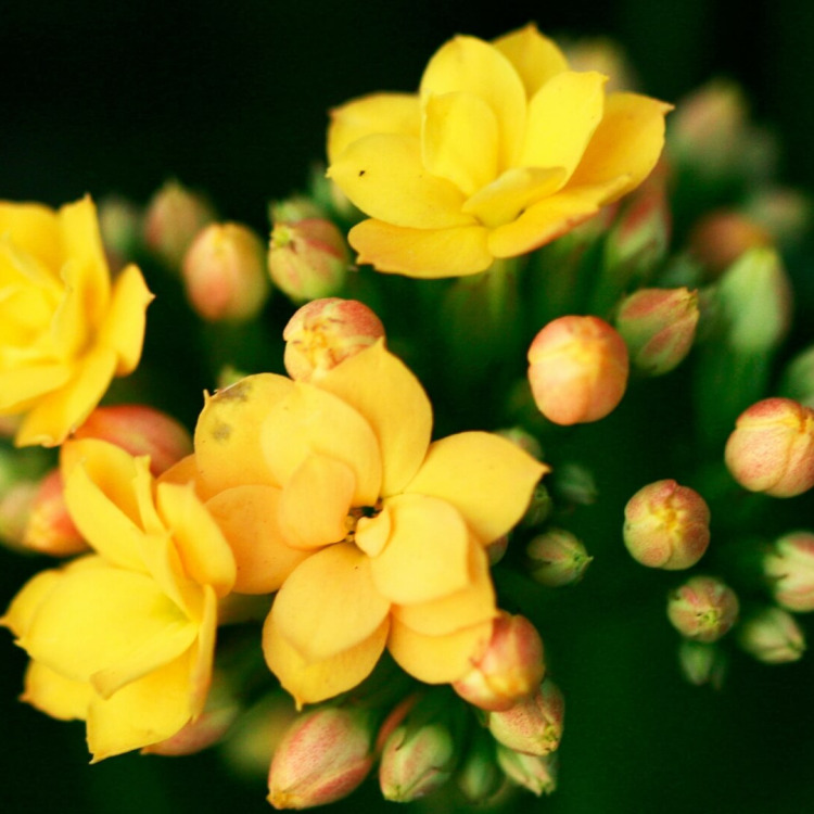 Kalanchoe – jak dbać? Poradnik krok po kroku