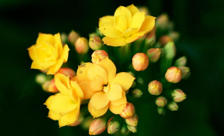 Kalanchoe – jak dbać? Poradnik krok po kroku