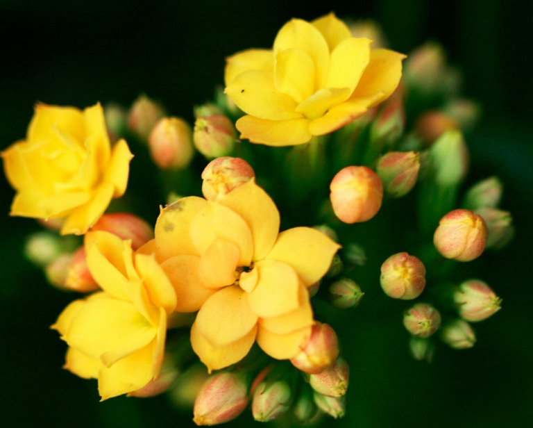 Kalanchoe – jak dbać? Poradnik krok po kroku