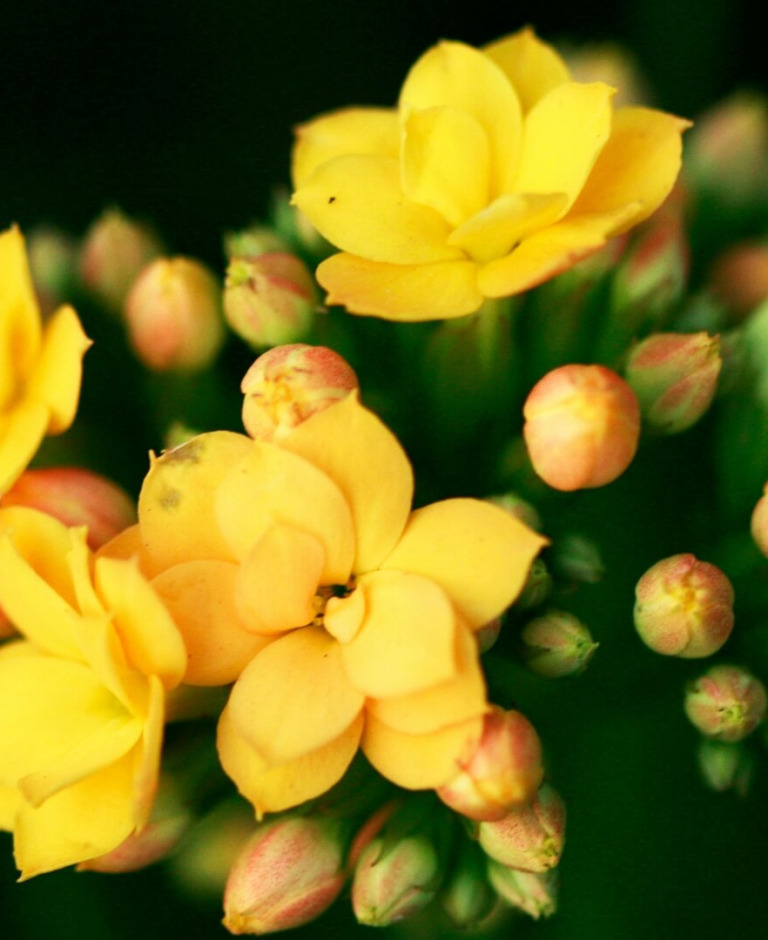 Kalanchoe – jak dbać? Poradnik krok po kroku