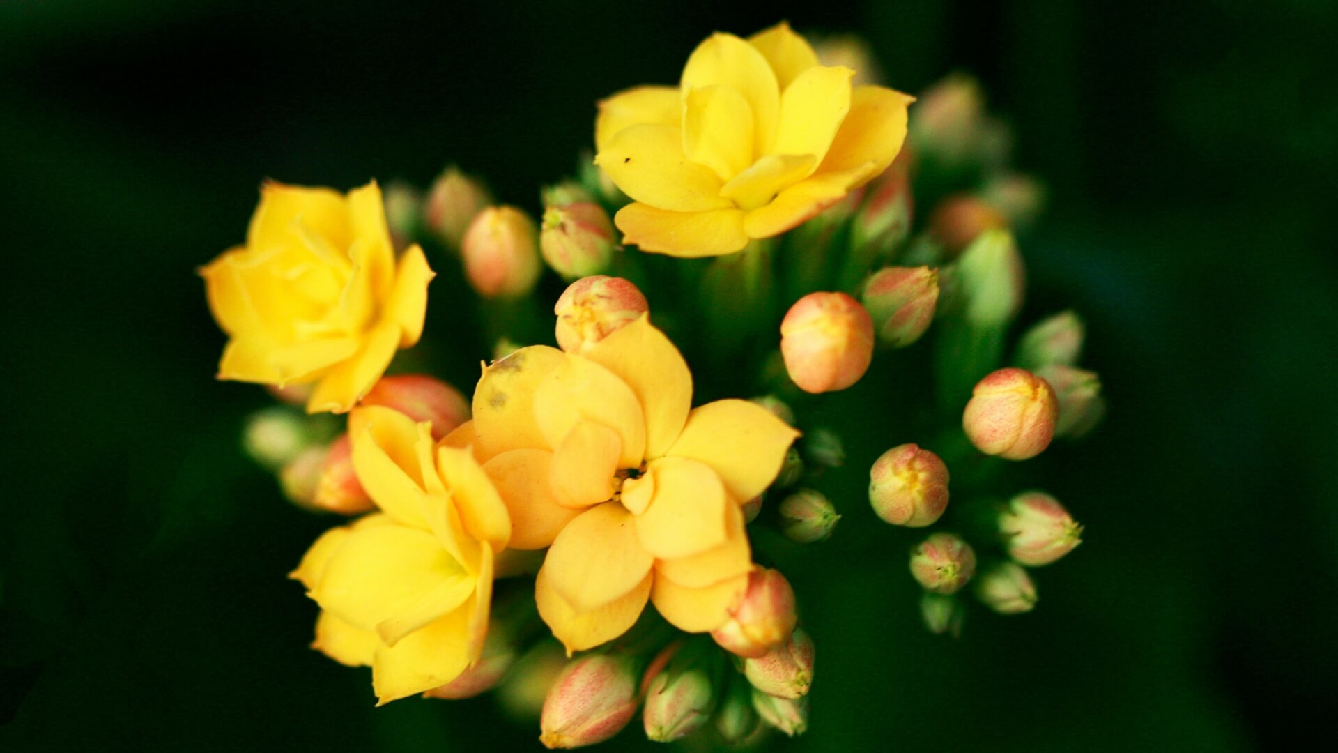 Kalanchoe – jak dbać? Poradnik krok po kroku