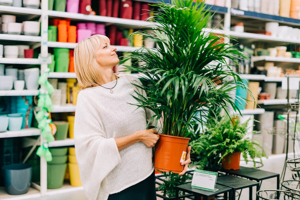 kobieta trzymająca palmę arekę 