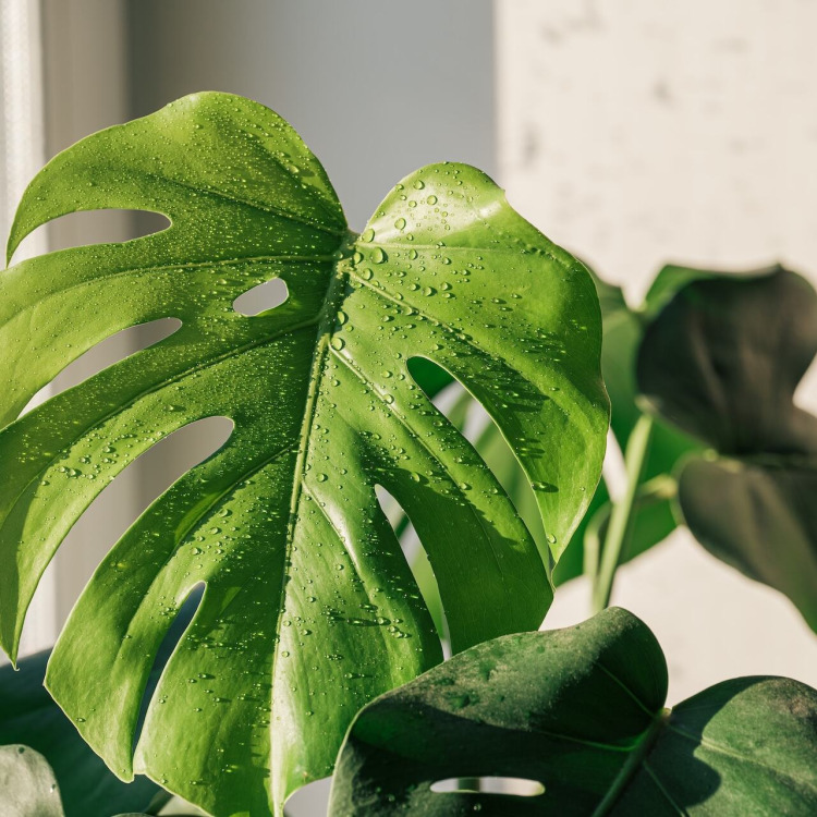 Monstera – jak dbać? 10 zasad dla początkujących hodowców
