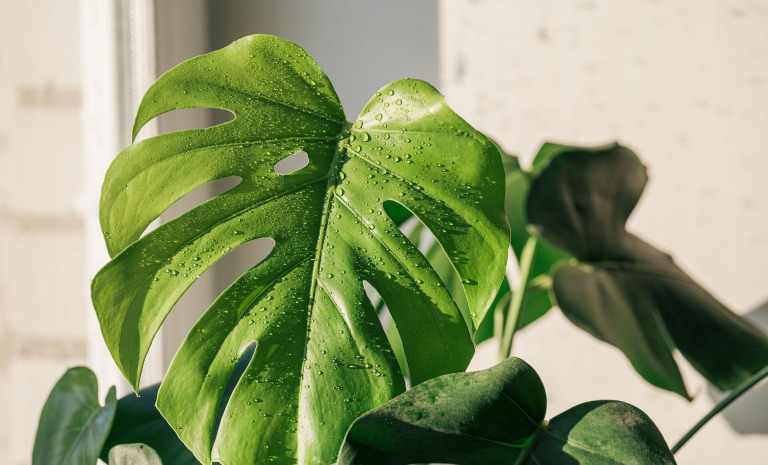 Monstera – jak dbać? 10 zasad dla początkujących hodowców