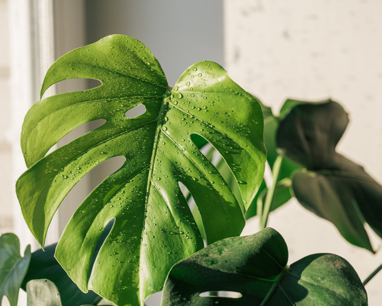 Monstera – jak dbać? 10 zasad dla początkujących hodowców