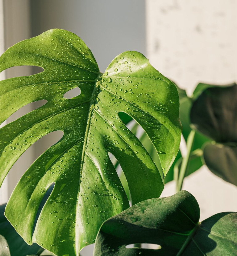 Monstera – jak dbać? 10 zasad dla początkujących hodowców