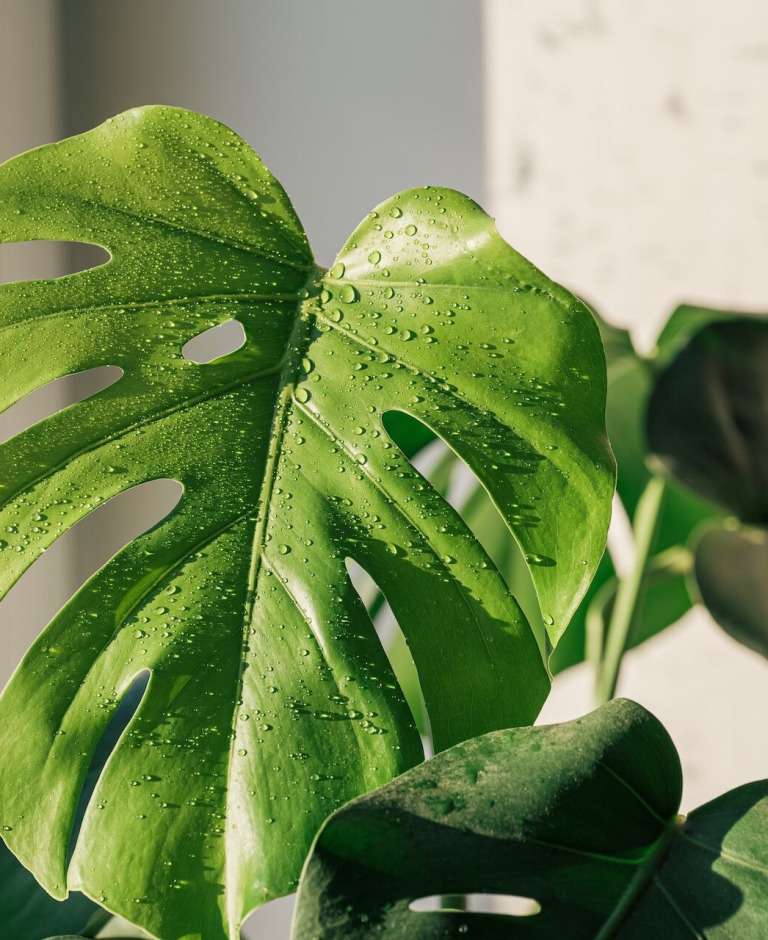Monstera – jak dbać? 10 zasad dla początkujących hodowców