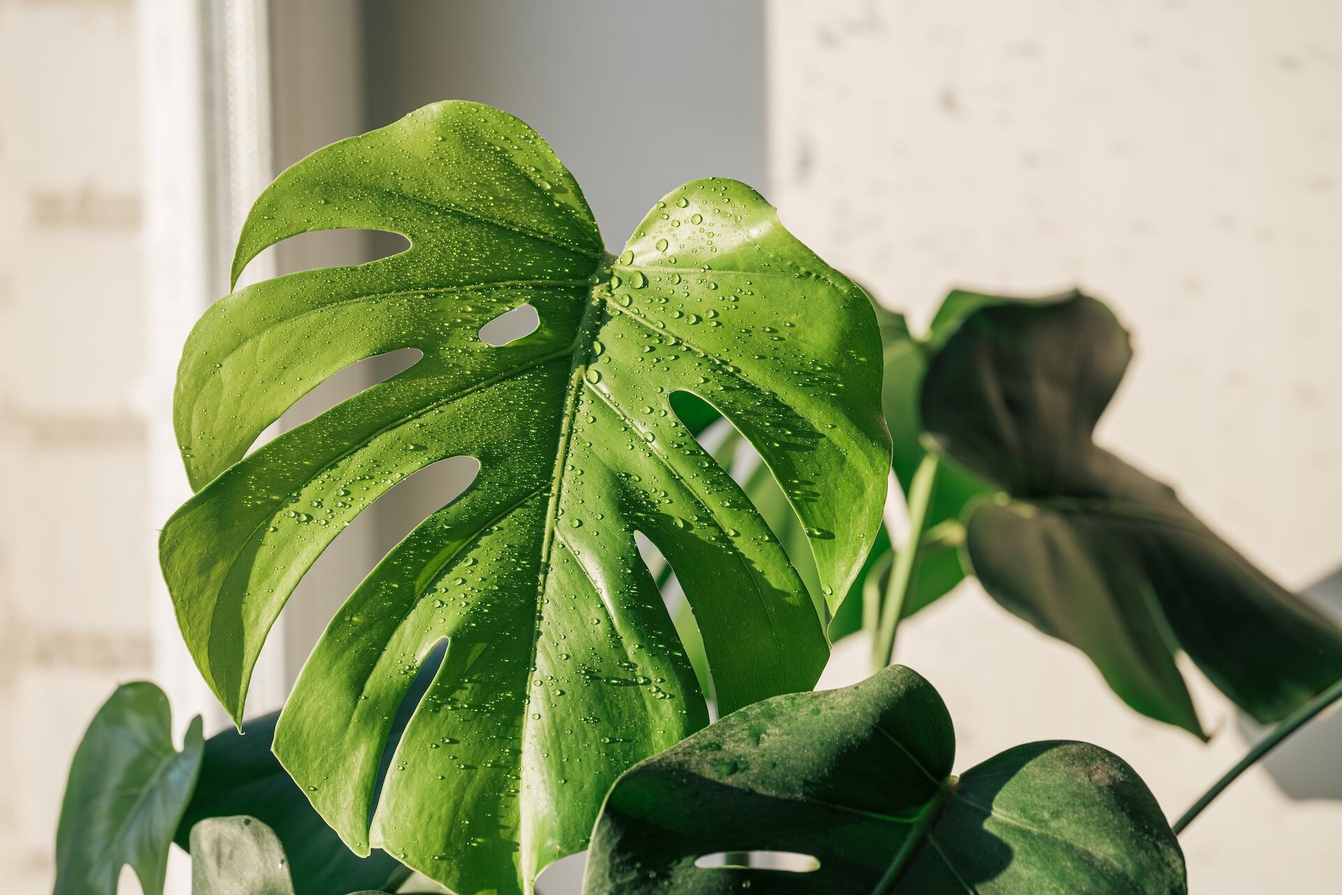 Monstera – jak dbać? 10 zasad dla początkujących hodowców