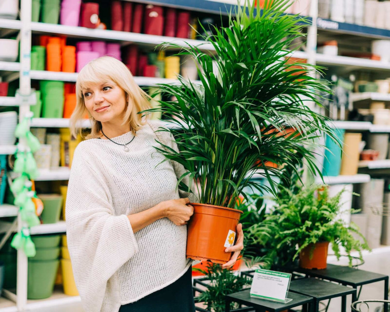 Palma areka – jak dbać? Wszystko, co musisz wiedzieć