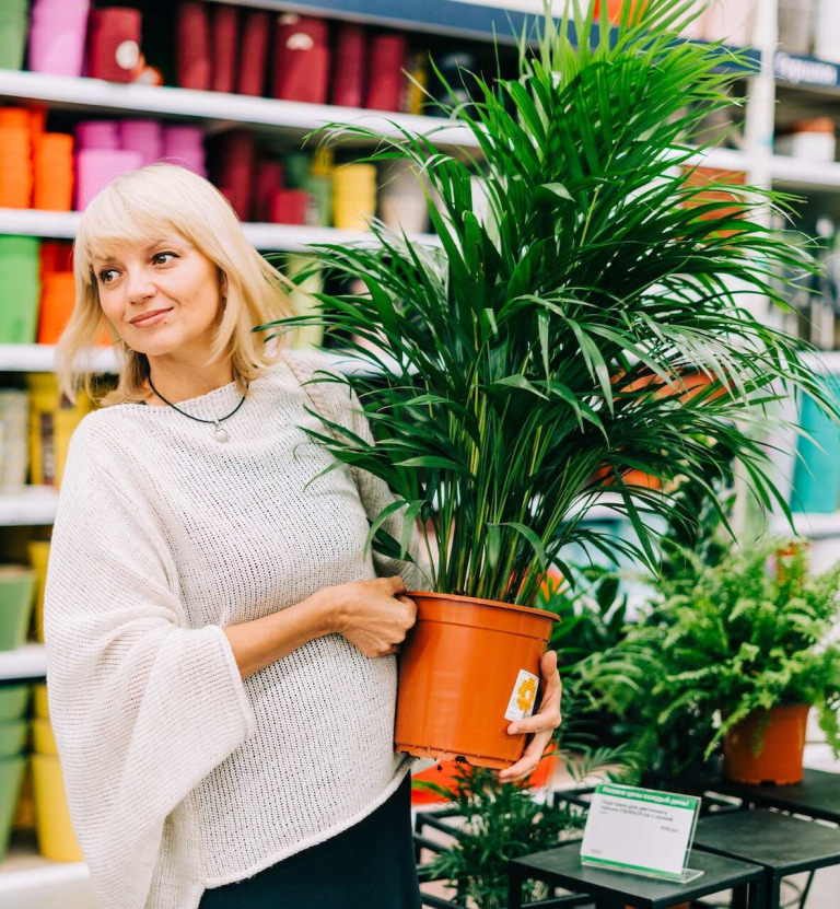 Palma areka – jak dbać? Wszystko, co musisz wiedzieć