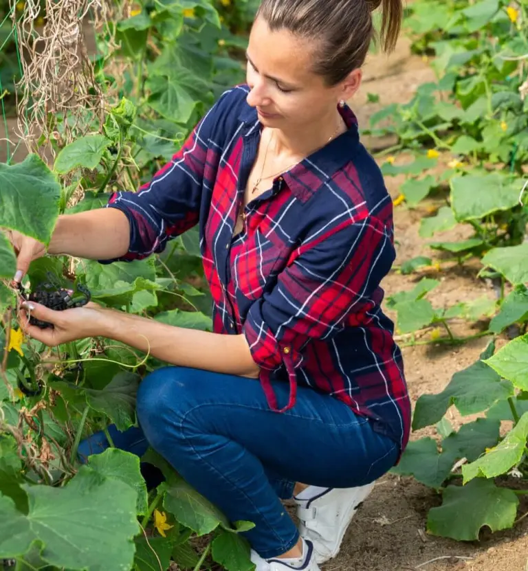Ogórki na podporach – 4 sposoby z instrukcją wykonania