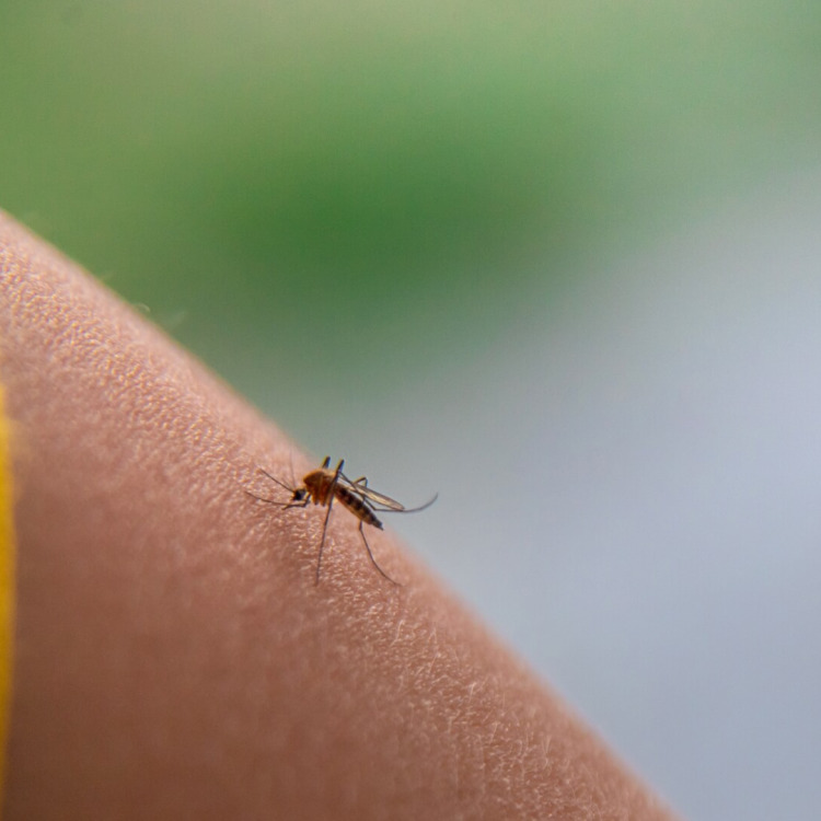 Tanie i domowe sposoby na komary w ogrodzie i domu – 12 trików