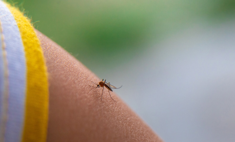 Tanie i domowe sposoby na komary w ogrodzie i domu – 12 trików