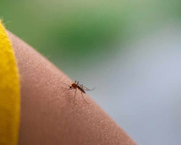 Tanie i domowe sposoby na komary w ogrodzie i domu – 12 trików
