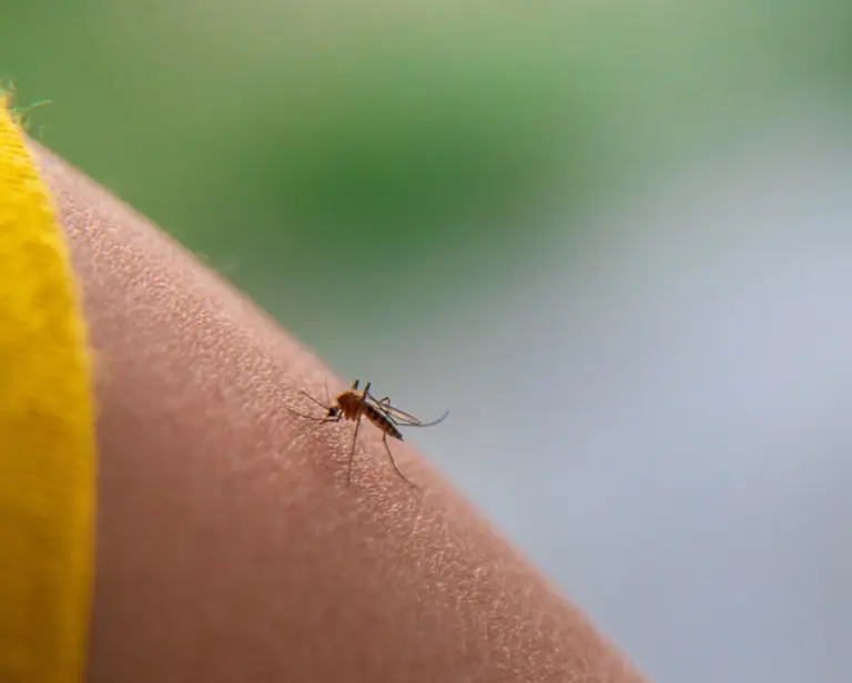 Tanie i domowe sposoby na komary w ogrodzie i domu – 12 trików