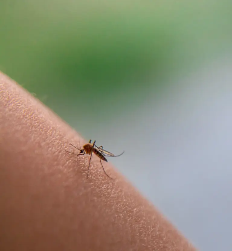 Tanie i domowe sposoby na komary w ogrodzie i domu – 12 trików